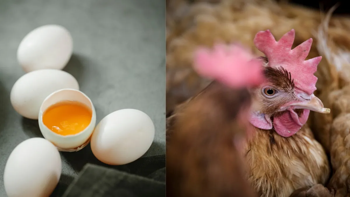 Chicken Price Hike: ಬೆಂಗಳೂರಲ್ಲಿ ದಿಢೀರ್ ಕೋಳಿ ಮಾಂಸ - ಮೊಟ್ಟೆ ಬೆಲೆ ಹೆಚ್ಚಳ, ಕಾರಣವೇನು ?