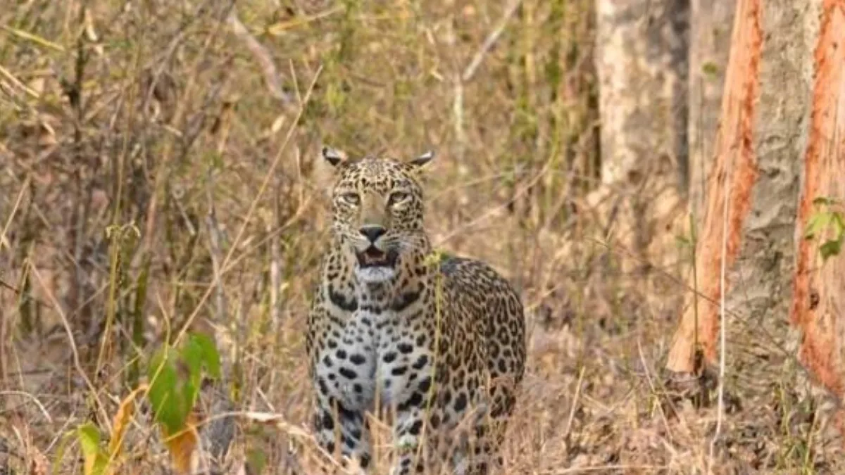 Leopard Spotted: ಬೆಂಗಳೂರಿನ ಜನತೆಗೆ ನಡುಕ ಹುಟ್ಟಿಸಿದ ಚಿರತೆ