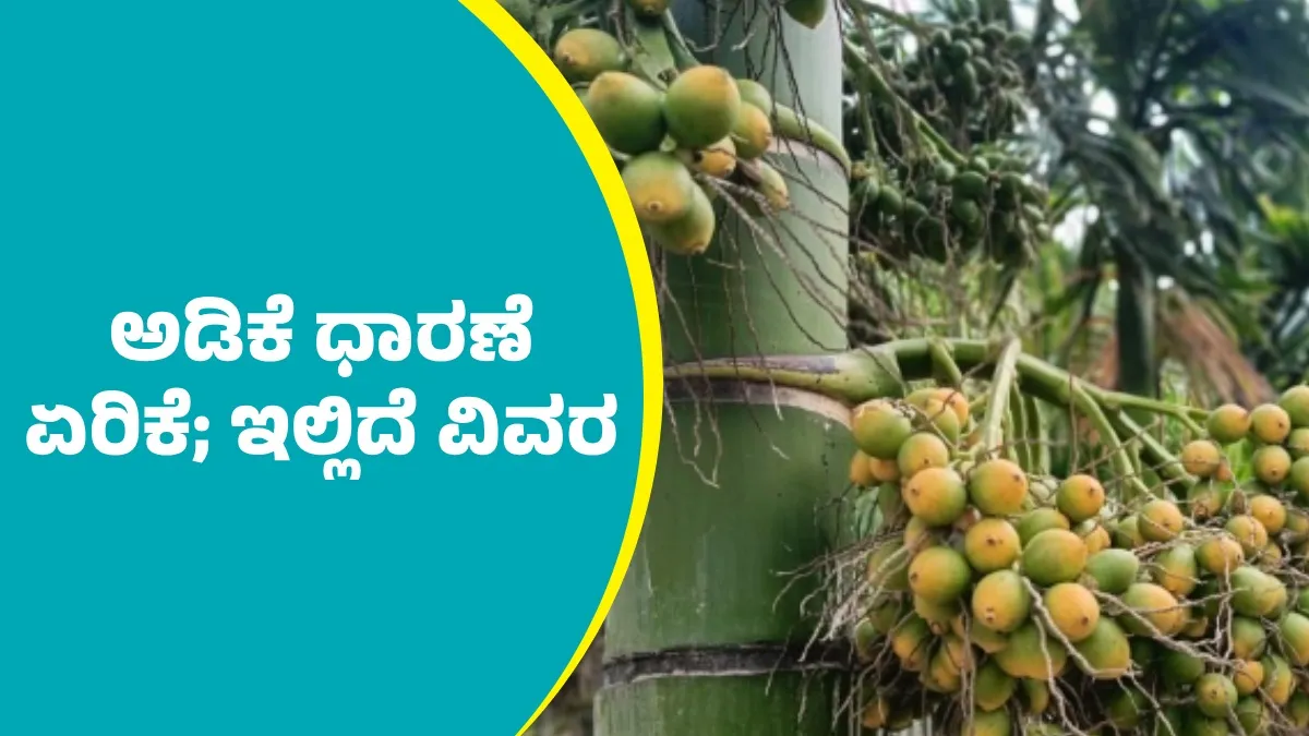 Arecanut Price: ದಾವಣಗೆರೆ ಮಾರುಕಟ್ಟೆಯಲ್ಲಿ ಅಡಿಕೆ ಧಾರಣೆ ಎಷ್ಟಿದೆ? ಇಲ್ಲಿದೆ ಆಗಸ್ಟ್‌ 18ರ ದರಪಟ್ಟಿ