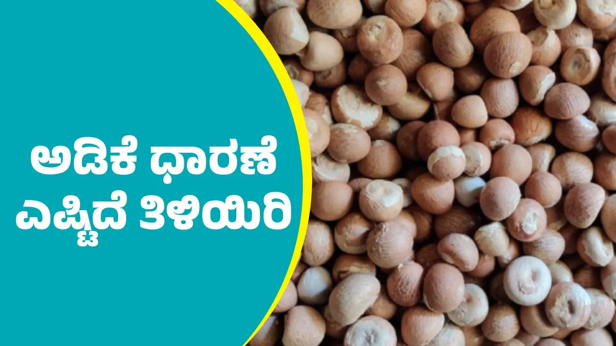 Arecanut Price Today: ಶಿವಮೊಗ್ಗ ಮಾರುಕಟ್ಟೆಯಲ್ಲಿ ಅಡಿಕೆ ಧಾರಣೆ ಎಷ್ಟಾಯ್ತು? ಇಲ್ಲಿದೆ ಆಗಸ್ಟ್‌ 4ರ ದರಪಟ್ಟಿ
