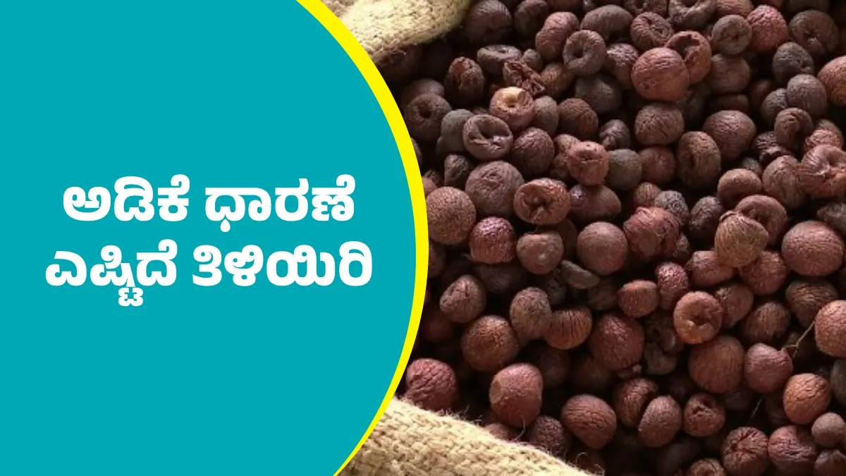 Arecanut Price Today: ಶಿವಮೊಗ್ಗ ಮಾರುಕಟ್ಟೆಯಲ್ಲಿ ಅಡಿಕೆ ಧಾರಣೆ ಎಷ್ಟಾಯ್ತು? ಇಲ್ಲಿದೆ ಆಗಸ್ಟ್ 1ರ ದರಪಟ್ಟಿ