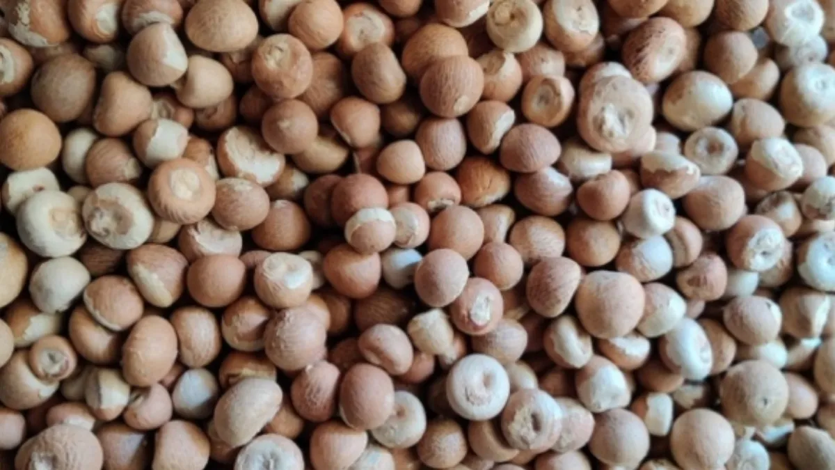 Arecanut Price Today: ಶಿವಮೊಗ್ಗ ಮಾರುಕಟ್ಟೆಯಲ್ಲಿ ಅಡಿಕೆ ಧಾರಣೆ ಎಷ್ಟಾಯ್ತು? ಇಲ್ಲಿದೆ ಆಗಸ್ಟ್‌ 10ರ ದರಪಟ್ಟಿ