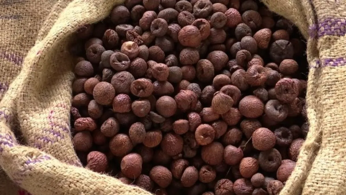 Arecanut Price Today: ಶಿವಮೊಗ್ಗ ಮಾರುಕಟ್ಟೆಯಲ್ಲಿ ಅಡಿಕೆ ಧಾರಣೆ ಎಷ್ಟಾಯ್ತು? ಇಲ್ಲಿದೆ ಆಗಸ್ಟ್‌ 9ರ ದರಪಟ್ಟಿ