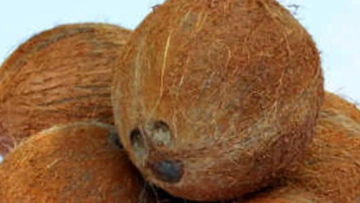 Coconut Shell: ತೆಂಗಿನ ಚಿಪ್ಪಿನ ಬೆಲೆ ಐದು ಪಟ್ಟು ಹೆಚ್ಚಳ.. ಎಲ್ಲಾ ದಾಖಲೆಗಳು ಬ್ರೇಕ್