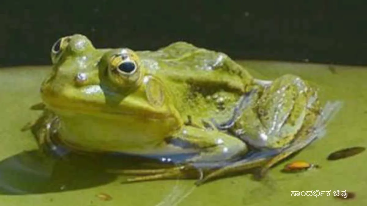 Grumpy Frog: ಕಪ್ಪೆಗಳಂತೆ ಜಿಗಿಯಲ್ಲ, ಸದಾ ಸಿಟ್ಟಿನ ಮುಖ! ಈ ವಿಚಿತ್ರ 'ಗ್ರಂಪಿ ಫ್ರಾಗ್' ಕಥೆಯೇನು?
