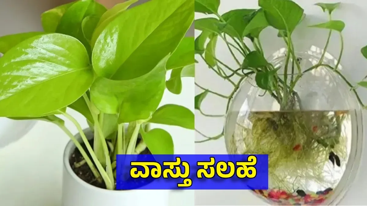 Money Plant: ಮನಿ ಪ್ಲಾಂಟ್‌ ಎಲ್ಲಿ ಇಟ್ಟರೆ ಹಣದ ಹರಿವು ಹೆಚ್ಚುತ್ತೆ? ವಾಸ್ತು ಪ್ರಕಾರ ಸರಿಯಾದ ದಿಕ್ಕು ಯಾವುದು?