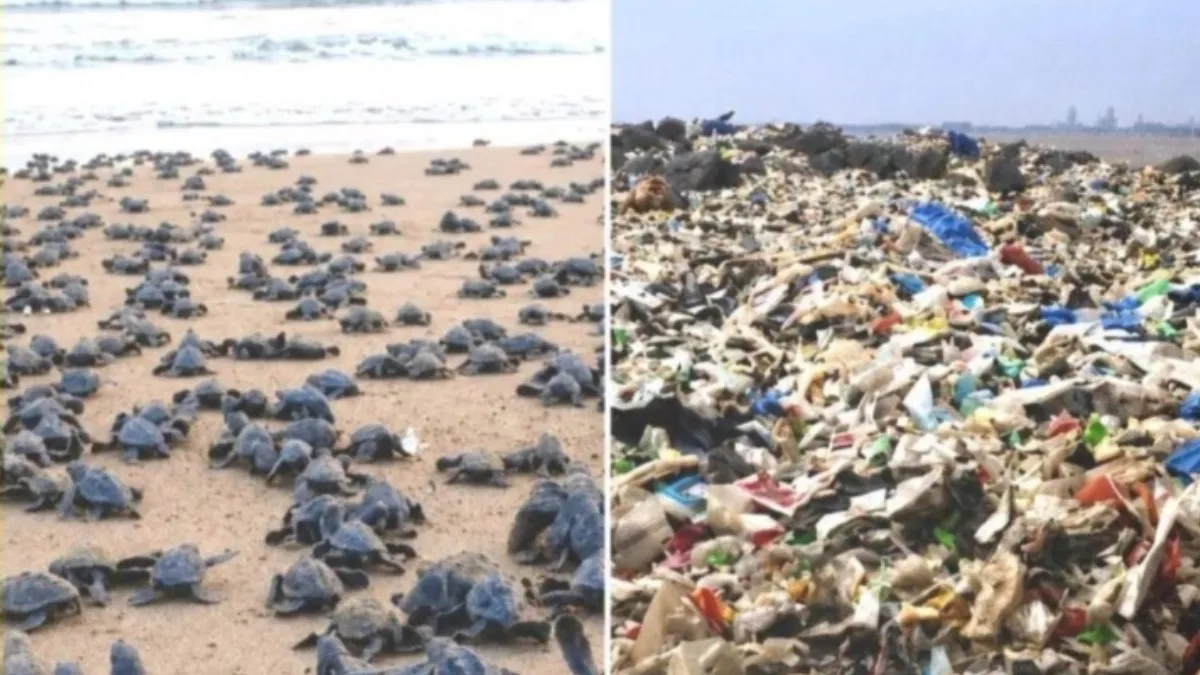 Clean Versova Beach: 85 ವಾರಗಳ ಶ್ರಮದ ಫಲ! ಬೀಚ್‌ ಕ್ಲೀನ್‌ ಆಗಿದ್ದೇ ತಡ ಸಾಗರ ಸೇರಿದ ರಾಶಿ ರಾಶಿ ಆಮೆಗಳು