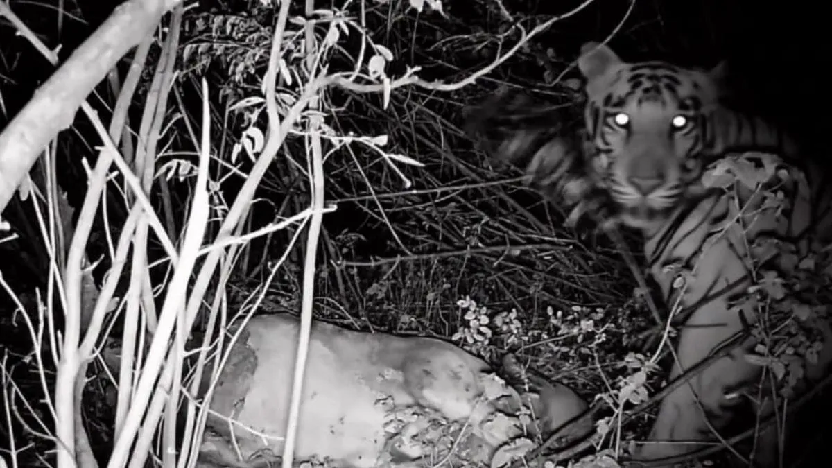Tiger Spotted: 50 ವರ್ಷಗಳ ಬಳಿಕ ಕೊಪ್ಪಳ ಕಾಡಲ್ಲಿ ಹುಲಿ ಪ್ರತ್ಯಕ್ಷ! 4 ಡ್ರೋನ್, 38 ಸಹಿತ ಕಾರ್ಯಾಚರಣೆ ಶುರು