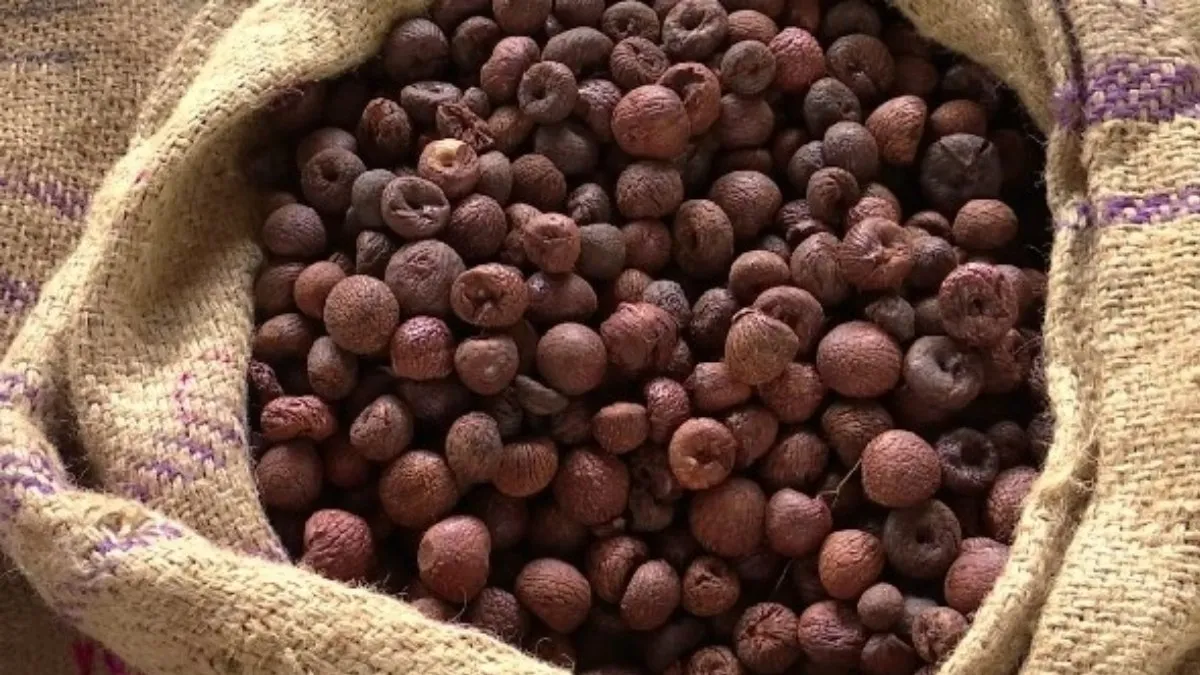 Arecanut Price: ದಾವಣಗೆರೆ ಮಾರುಕಟ್ಟೆಯಲ್ಲಿ ಅಡಿಕೆ ಧಾರಣೆ ಇಳಿಕೆ, ಇಲ್ಲಿದೆ ಸೆಪ್ಟೆಂಬರ್ 11ರ ದರಪಟ್ಟಿ