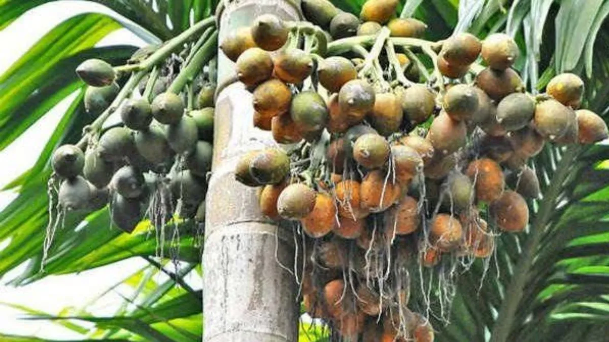 Arecanut Price: ದಾವಣಗೆರೆ ಮಾರುಕಟ್ಟೆಯಲ್ಲಿ ಅಡಿಕೆ ಧಾರಣೆ ಇಳಿಕೆ, ಇಲ್ಲಿದೆ ಸೆಪ್ಟೆಂಬರ್ 10ರ ದರಪಟ್ಟಿ