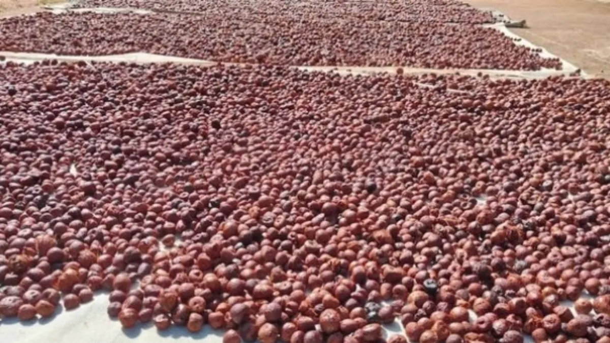Arecanut Price Today: ಶಿವಮೊಗ್ಗ ಮಾರುಕಟ್ಟೆಯಲ್ಲಿ ಅಡಿಕೆ ಧಾರಣೆ ಎಷ್ಟಾಯ್ತು? ಇಲ್ಲಿದೆ ಸೆಪ್ಟೆಂಬರ್ 06ರ ದರಪಟ್ಟಿ