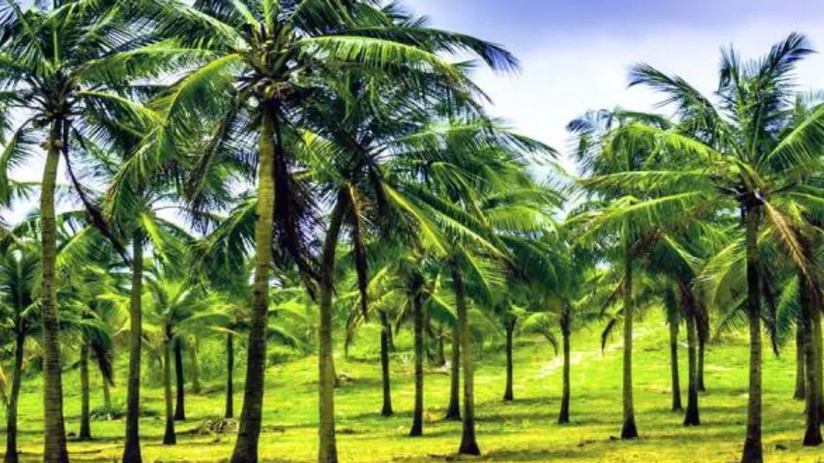 Coconut: ತೆಂಗು ಕೃಷಿ: ಕಡಿಮೆ ಅವಧಿಗೆ ಉತ್ತಮ ಫಸಲು.. ಲಕ್ಷ.. ಲಕ್ಷ ಆದಾಯ ತಂದುಕೊಡುವ ತಳಿ