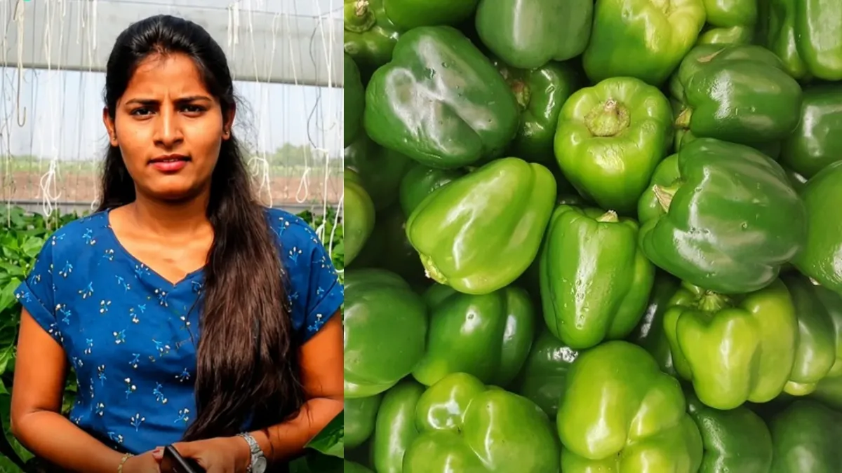 MBA ಮಾಡಿ ಕೃಷಿಗೆ ಇಳಿದ ಯುವತಿ! ಕ್ಯಾಪ್ಸಿಕಂ ಬೆಳೆದು ₹4 ಕೋಟಿ ವ್ಯವಹಾರ, ಪ್ರಣಿತಾ ಯಶೋಗಾಥೆ