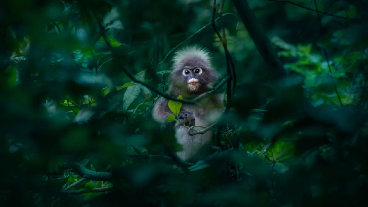 Orangutan: ಭಾರತದಲ್ಲಿ ಅಪರೂಪದ 5 ಪ್ರಾಣಿ ಮರಿಗಳು ಪತ್ತೆ: ವಿಚಿತ್ರ ಪ್ರಾಣಿಯ ಶೋಧಕ್ಕೆ ಮುಂದಾದ ಸರ್ಕಾರ!