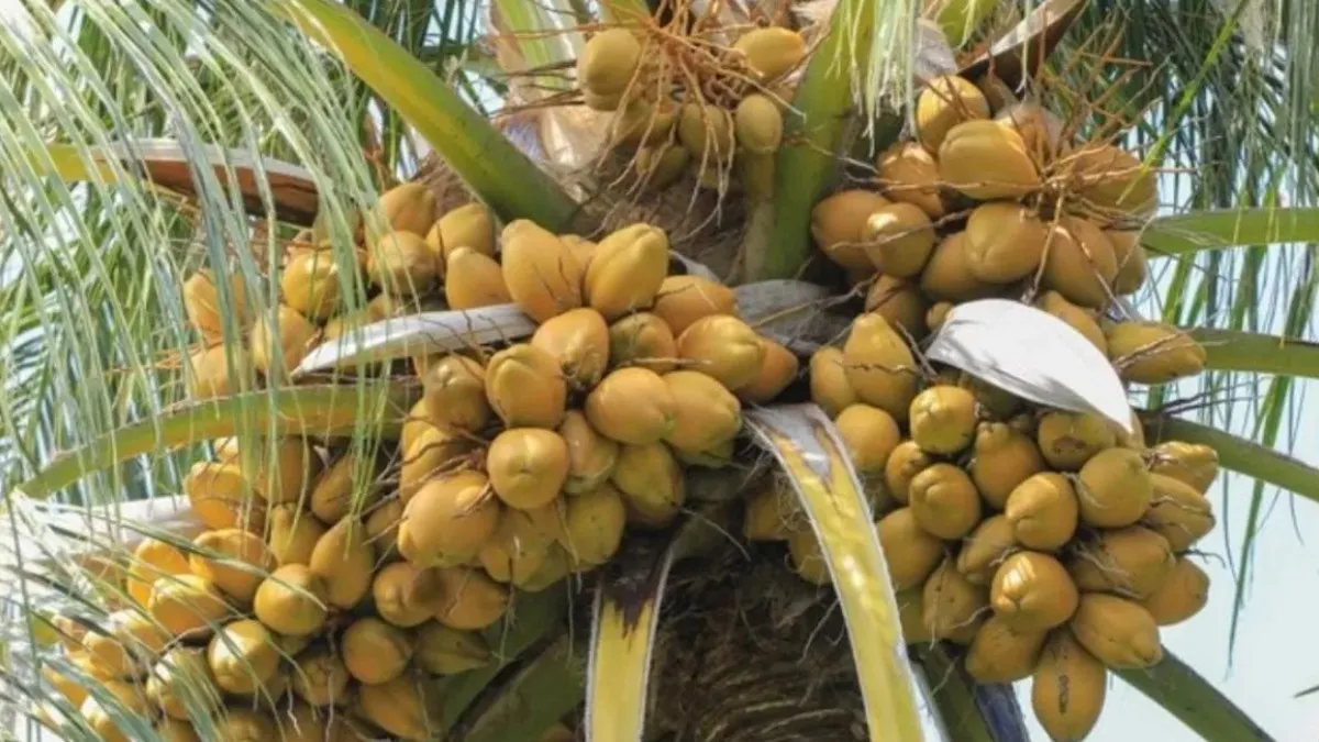 Tiptur Coconut Saplings: ತಿಪಟೂರಿನಲ್ಲಿ ಕೊಬ್ಬರಿ, ಕಾಯಿ, ಚಿಪ್ಪು ಆಯ್ತು.. ಈಗ ತೆಂಗಿನ ಸಸಿ ದಾಖಲೆ ಬೆಲೆಗೆ ಮಾರಾಟ