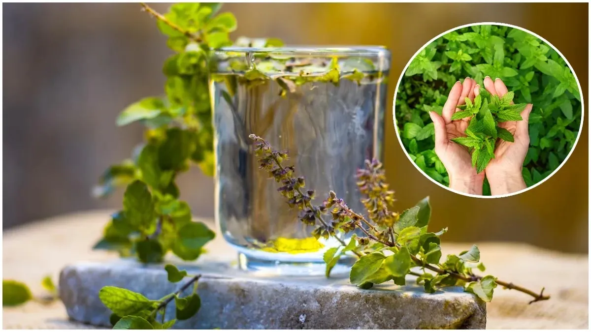 Tulsi Leave Rules: ತುಳಸಿ ಎಲೆ ಕೀಳುವುದಕ್ಕೂ ಕ್ರಮವಿದೆ, ತಪ್ಪಿದರೆ ಮುನಿಯುತ್ತಾಳೆ ಲಕ್ಷ್ಮೀ, ಬೆನ್ನು ಹತ್ತುತ್ತದೆ ಸೋಲು