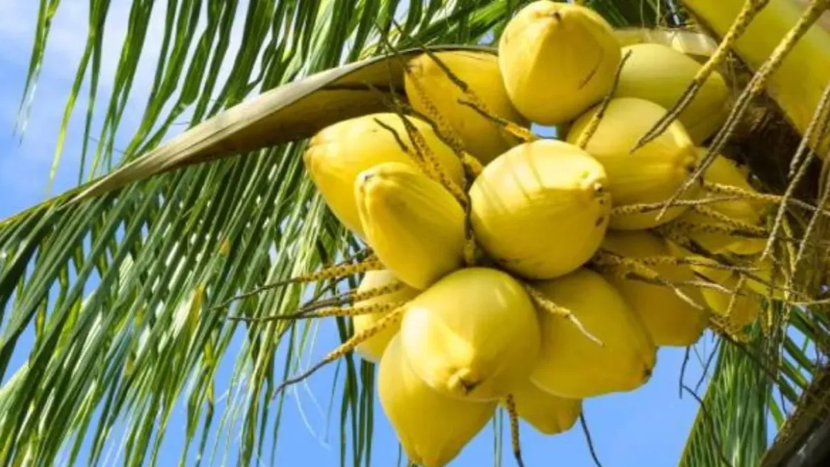 Coconut: ರಾಜ್ಯದಲ್ಲಿ ತೆಂಗಿನಕಾಯಿ ಬೆಲೆಯಲ್ಲಿ ಭಾರಿ ಕುಸಿತ
