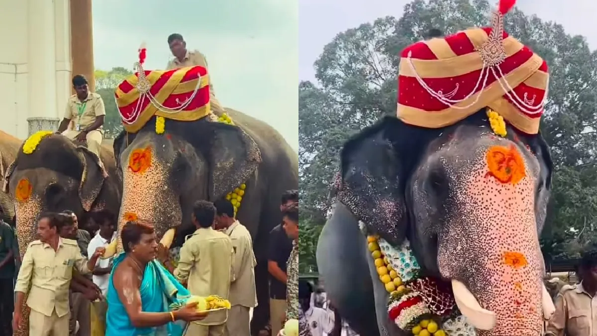 Mysuru Dasara 2026: ಅರಮನೆ ನಗರಿಗೆ ಮರಳಿದ ಕ್ಯಾಪ್ಟನ್ ಅಭಿಮನ್ಯು: 8 ಕೆ.ಜಿ. ತೂಕದ ವಿಶೇಷ ಪೇಟ ತೊಡಿಸಿ ಭವ್ಯ ಸ್ವಾಗತ