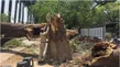 Uttar Pradesh Storm Fury 111 Killed And 72 Injured As Violent Winds Ravage 26 Districts