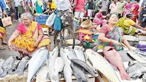 தங்கம் விலையா? மீன் விலையா? சென்னை காசிமேட்டில் வஞ்சிரம் கிலோ ரூ.1500.. முடங்கிய ரூ.500 கோடி பிசினஸ்