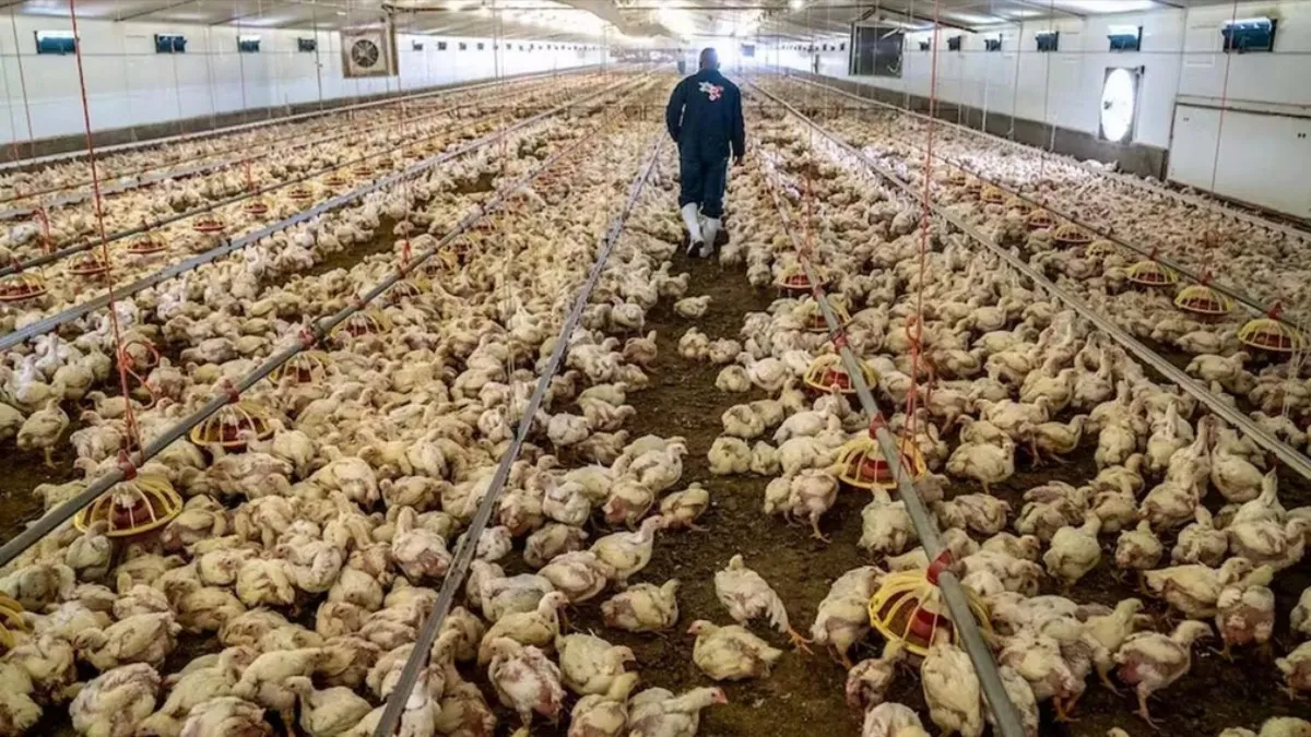 தெலங்கானாவில் பறவை காய்ச்சல் ….?