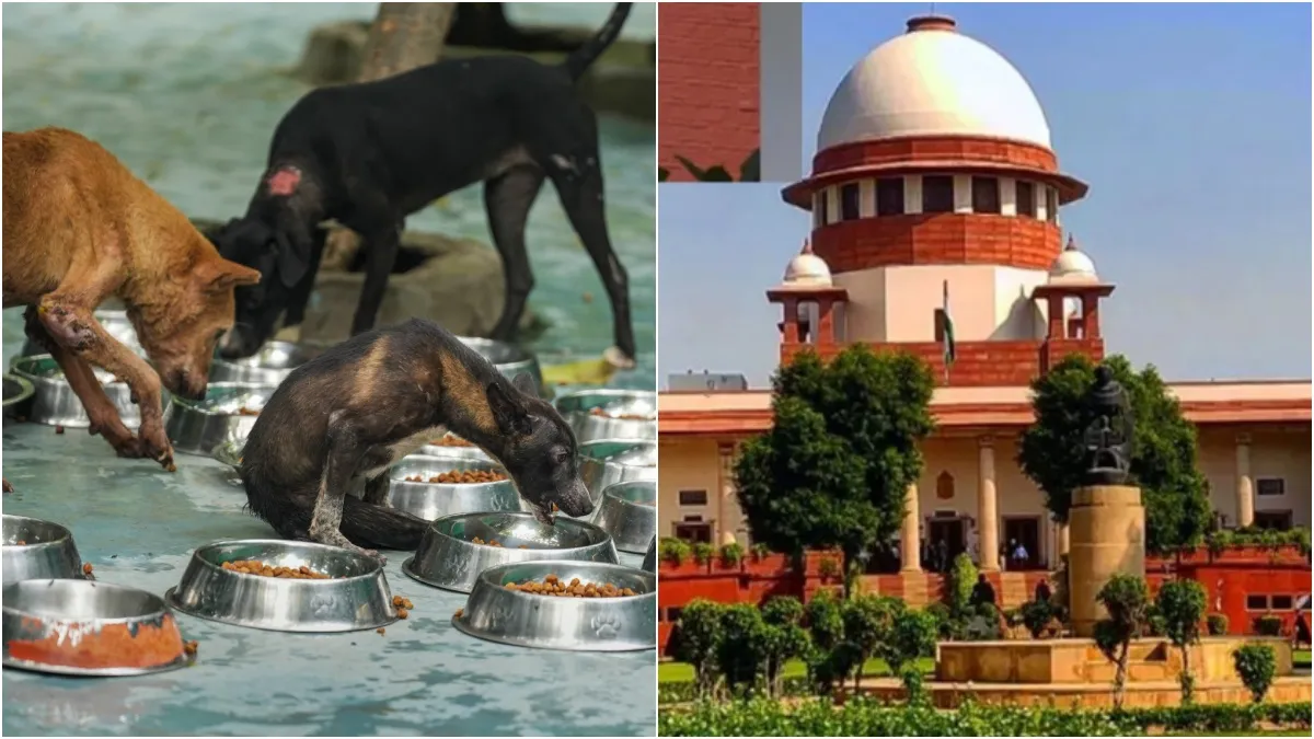 தெருநாய்களுக்கு பொது இடங்களில் உணவளிக்க தடை..!" உச்ச நீதிமன்றம் மிக முக்கிய  உத்தரவு! | Supreme Court big order: Bans Feeding Stray Dogs in Public,  orders to form dedicated feeding ...