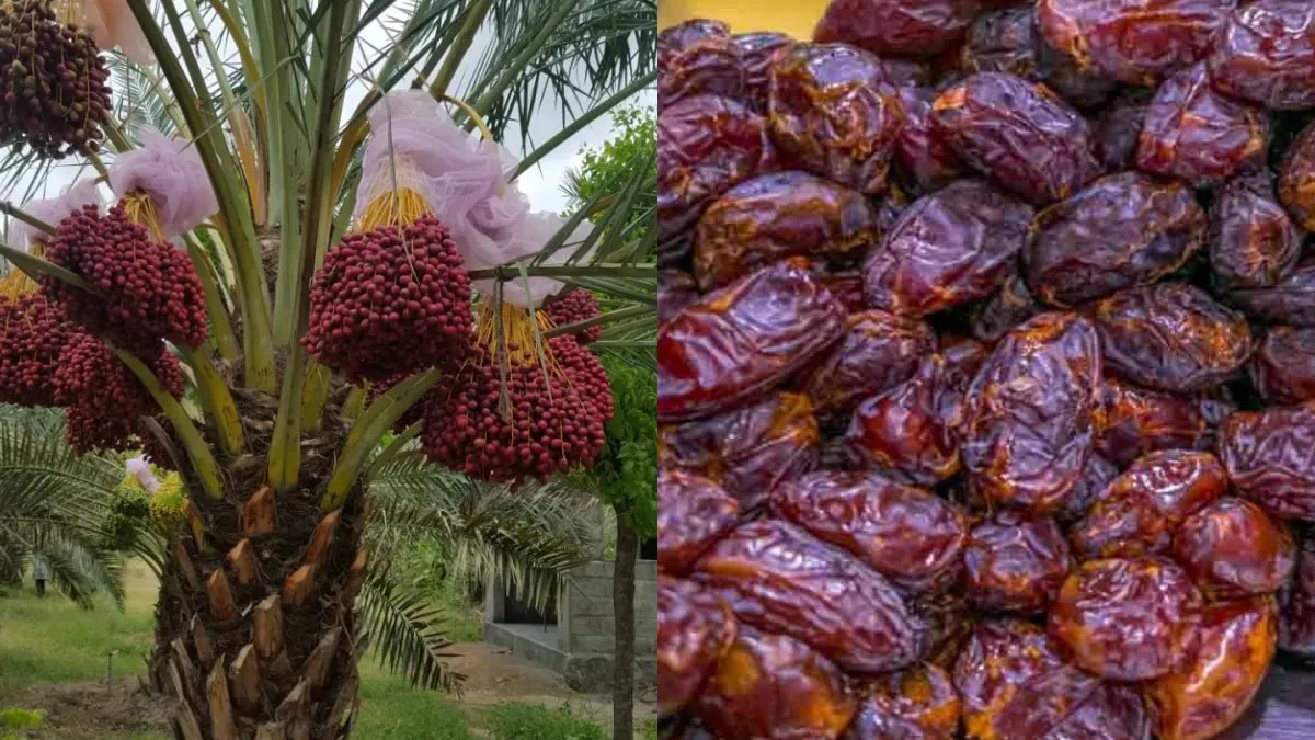 Arabian Dates: கிருஷ்ணகிரியில் விளையும் அரேபியன் டேட்ஸ்! ஒரு கிலோ ரூ 200! அசத்தும் விவசாயி ஈஸ்வரன்!