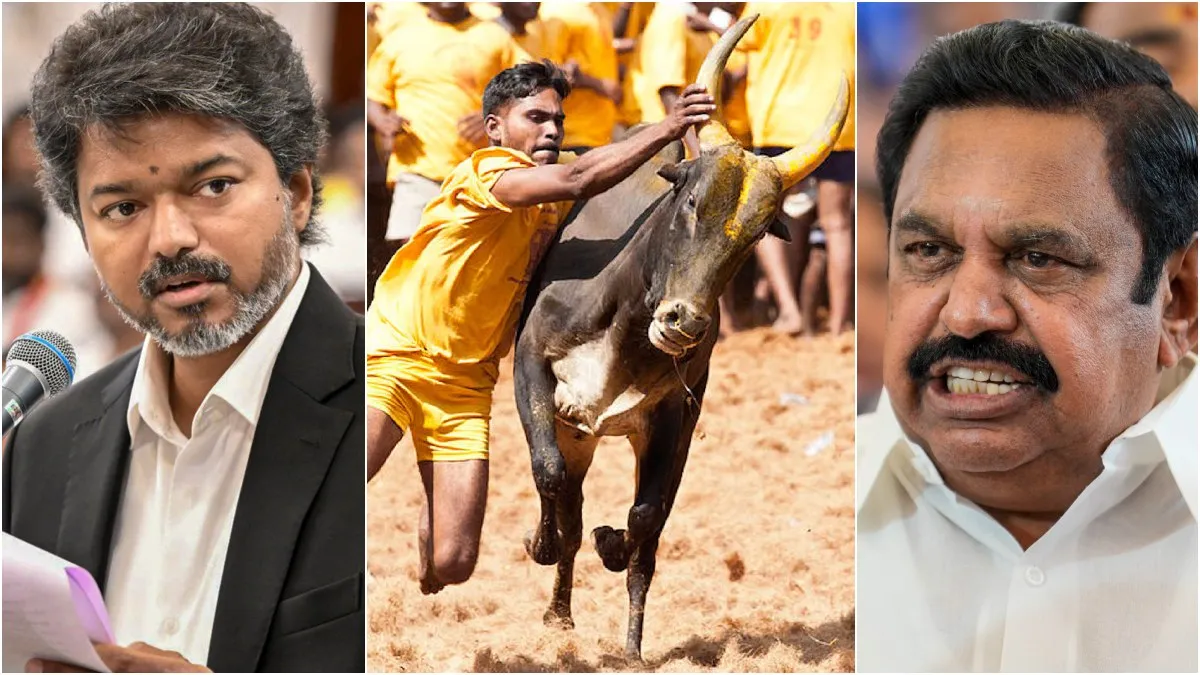 ஜல்லிக்கட்டுக்கு தடை கொண்டு வர நினைக்கிறாரா விஜய்? தவெக அரசின் நிலைப்பாடு என்ன? சாடிய அதிமுக!