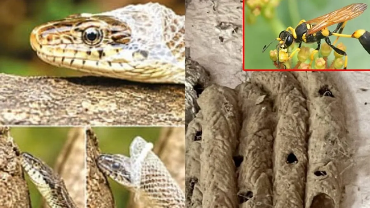 வாசற்படியில் மண்குளவி கூடு கட்டினால் பண மழை பொழியுமா? தொட்டால் ஆபத்தா? அறிவியல் சொல்வது என்ன?