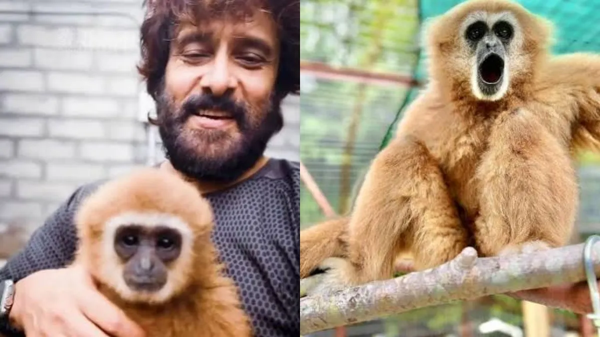 நடிகர் விக்ரம் வீடியோ சர்ச்சை! லார் கிப்பான் குரங்குகள் உள்பட 11 அரிய வகை உயிரினங்கள் பறிமுதல்