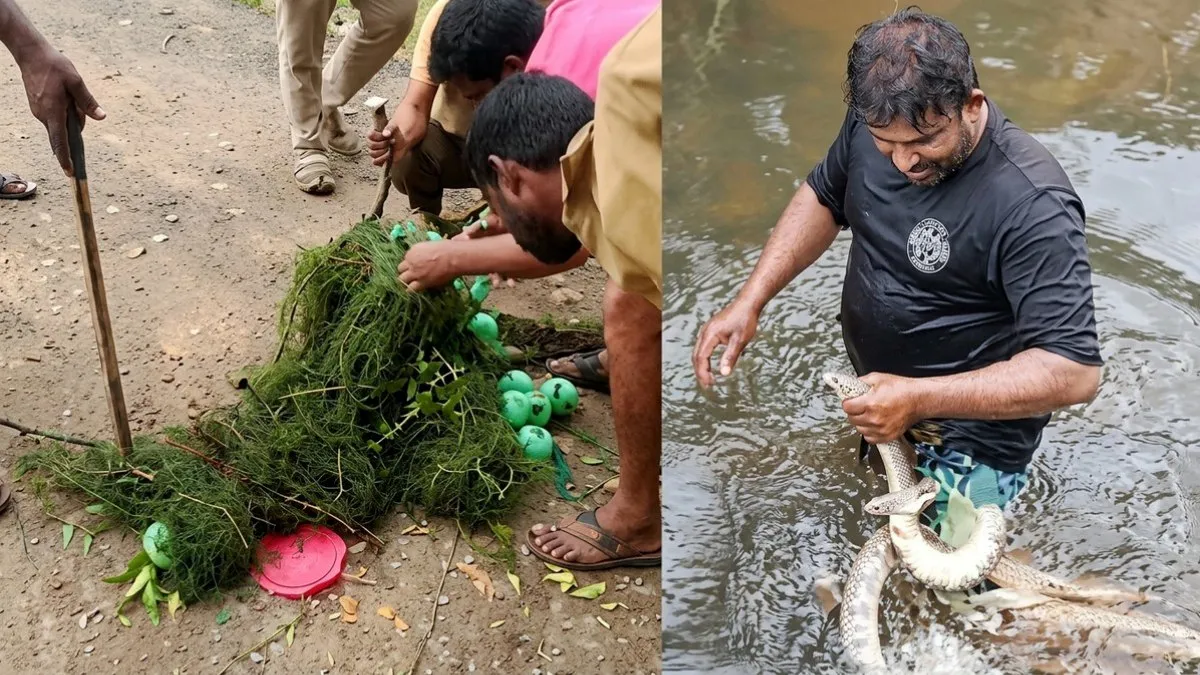 கன்னியாகுமரி கால்வாயில் 6 அடி மலைப்பாம்பு.. நெல்லை வலையில் 10 அடி பாம்பு.. எப்படி ஒரே நாளில்?