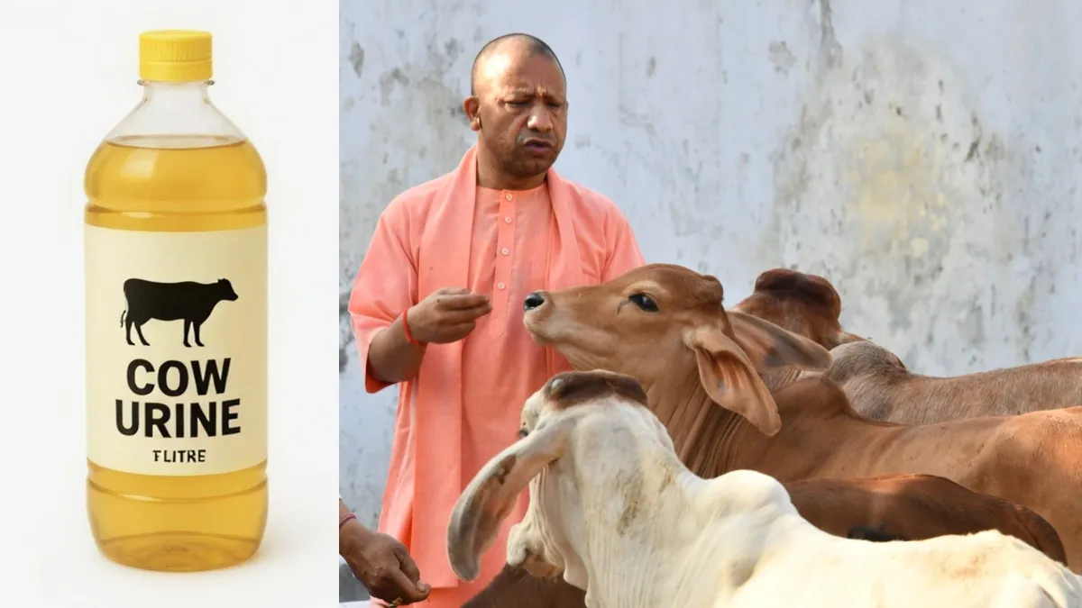 லிட்டருக்கு 10 ரூபாய்.. பசு கோமியம் வாங்கும் உத்தர பிரதேச பாஜக அரசு.. எதுக்குனு பாருங்க!