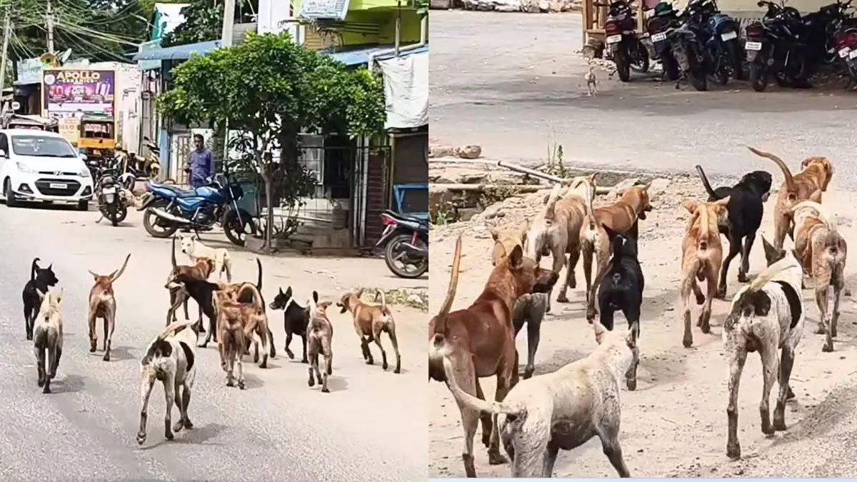 தேனி வருசநாட்டில் கூட்டம் கூட்டமாக நாய்கள்.. பீதியில் மக்கள்..‌அதிகாரி தந்த உறுதி