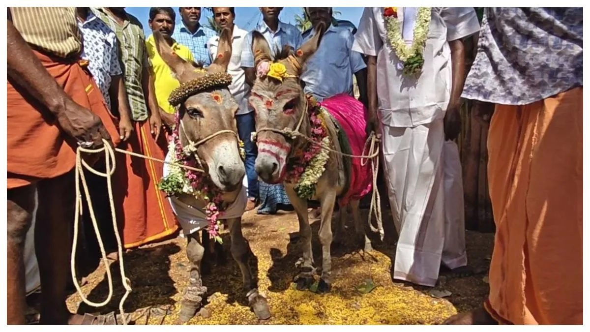 மனுசங்களே தோத்துருவாங்க.. கோவையில் கழுதைகளுக்கு பிரமாண்ட திருமணம்.. மொத்த கிராமமும் கொண்டாட்டம்