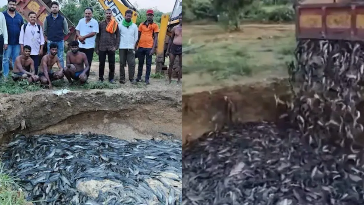 36,000 கிலோ மீனை.. அப்படியே பூமிக்கு கீழே போட்டு புதைத்த அரசு.. காரணத்தை கேட்டா ஷாக் ஆகிடுவீங்க!