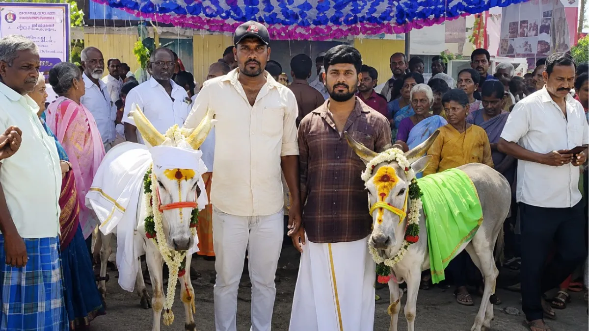 பஞ்சத்தால் பஞ்சரான வேலூர்! பஞ்சகல்யாணத்துக்கும் கல்யாணிக்கும் கல்யாணம்! ஊர்மெச்ச மொய்யுடன் விருந்து!