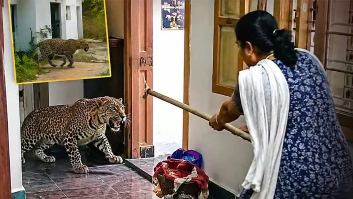 குன்னூரில் பட்டாசு சத்தத்தால் வீட்டில் புகுந்த சிறுத்தை.. கம்புடன் விரட்டிய 60 வயது நீலகிரி பூஜம்மா