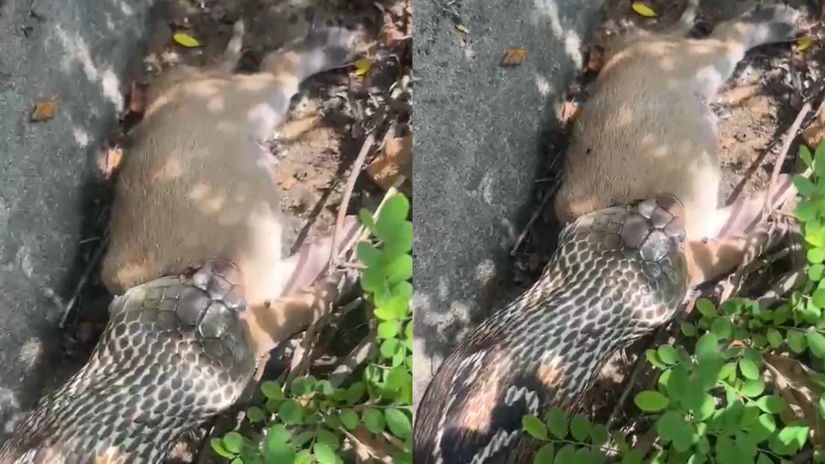 கடலூர் மஞ்சக்குப்பத்தில் நாய்க்குட்டியை விழுங்கிய நாகப்பாம்பு .. லாவகமாக மீட்பு