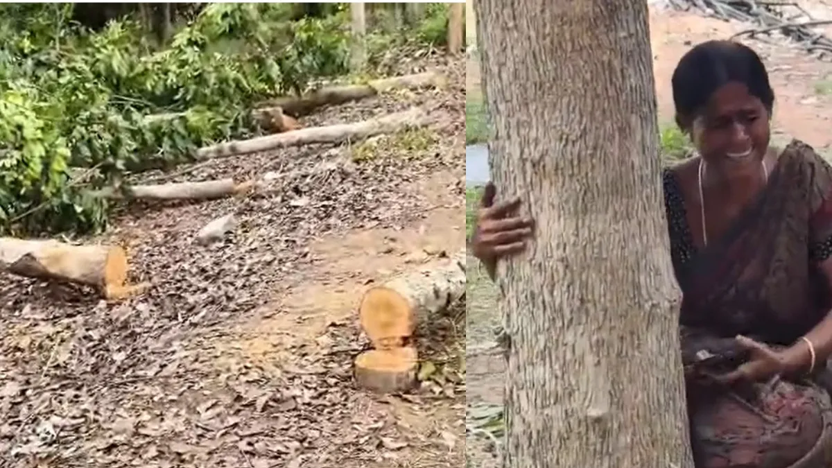 ஐயோ இப்படி அநியாயம் பண்றீங்களே! கள்ளக்குறிச்சியில் ஆசையாக வளர்த்த 100 மரங்களை வெட்டியதால் கதறிய பெண்