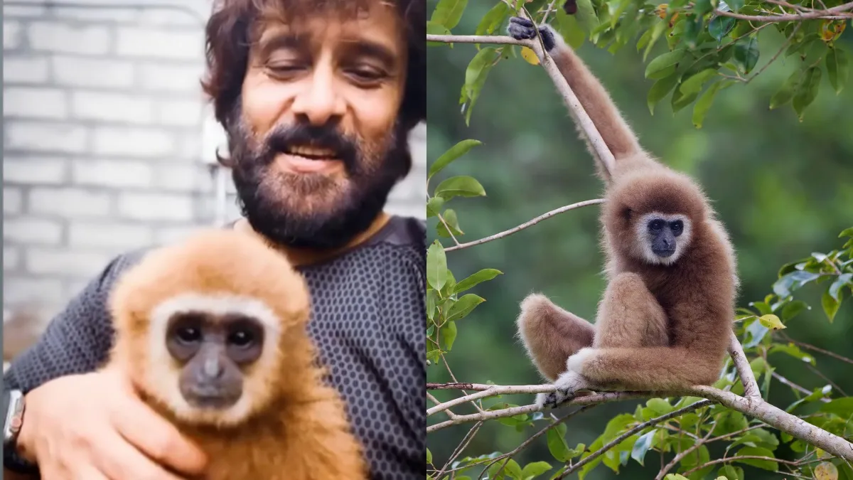 மலேசியாவில் இருந்து கடத்தப்பட்டு ஈரோட்டில் வளர்க்கப்பட்ட கிப்பான் குரங்கு! விக்ரமிடம் வந்தது எப்படி?