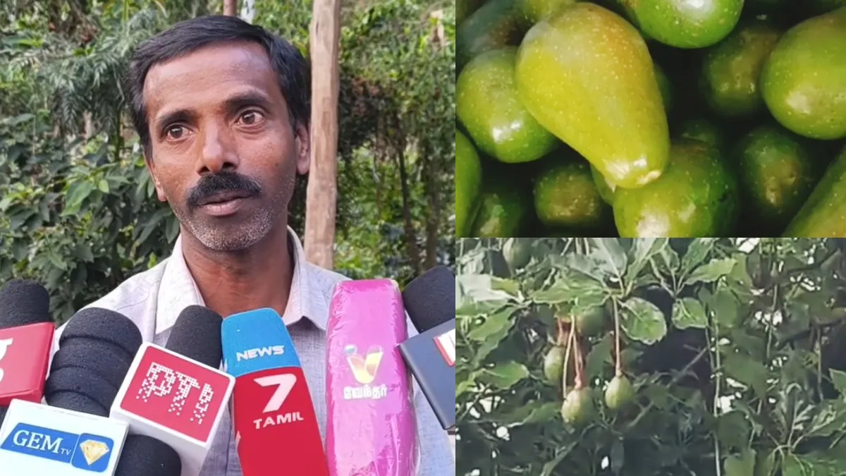 Avocado: கொடைக்கானலில் அவோகேடோ சாகுபடி! 5 வருஷத்தில் பழம்! பிரதமரே பாராட்டிய விவசாயி சந்திரசேகர்