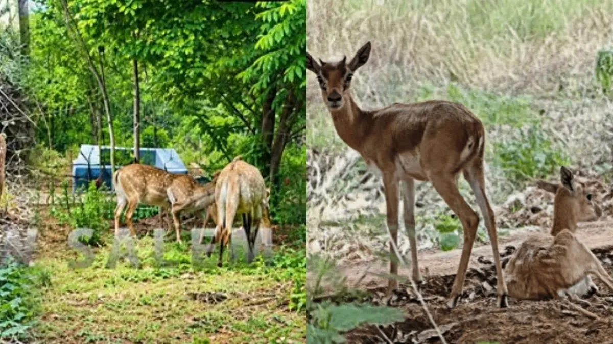 ப்ளூ கலரில் நீலமான் பார்த்திருக்கீங்களா? சேலம் குரும்பப்பட்டி பூங்காவில் எப்படி இருக்குன்னு பாருங்க