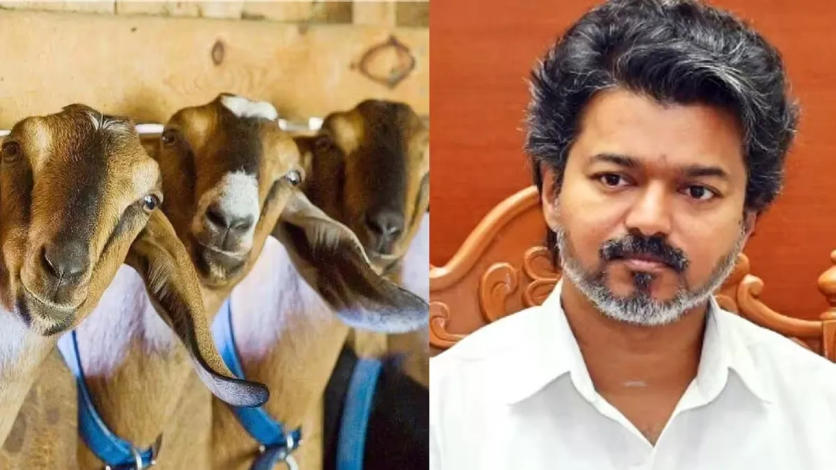 பெண்களுக்கு ஜாக்பாட்.. வெற்றி மகளிர் ஆடு வளர்ப்பு திட்டத்திற்கு ரூ.109.75 கோடி நிதி ஒதுக்கீடு!
