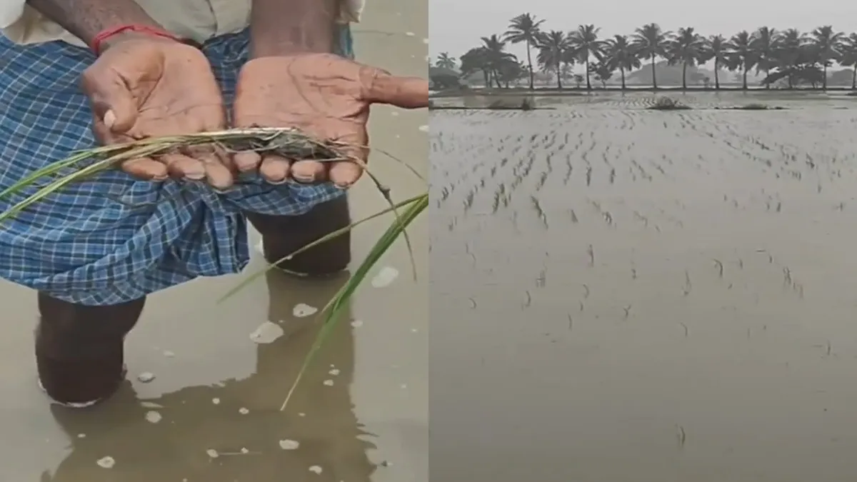விடாது பெய்த மழை.. அழுகும் பயிர்கள்! பருவமழையால் விவசாயிகள் கடும் பாதிப்பு! அரசுக்கு வைத்த கோரிக்கை!