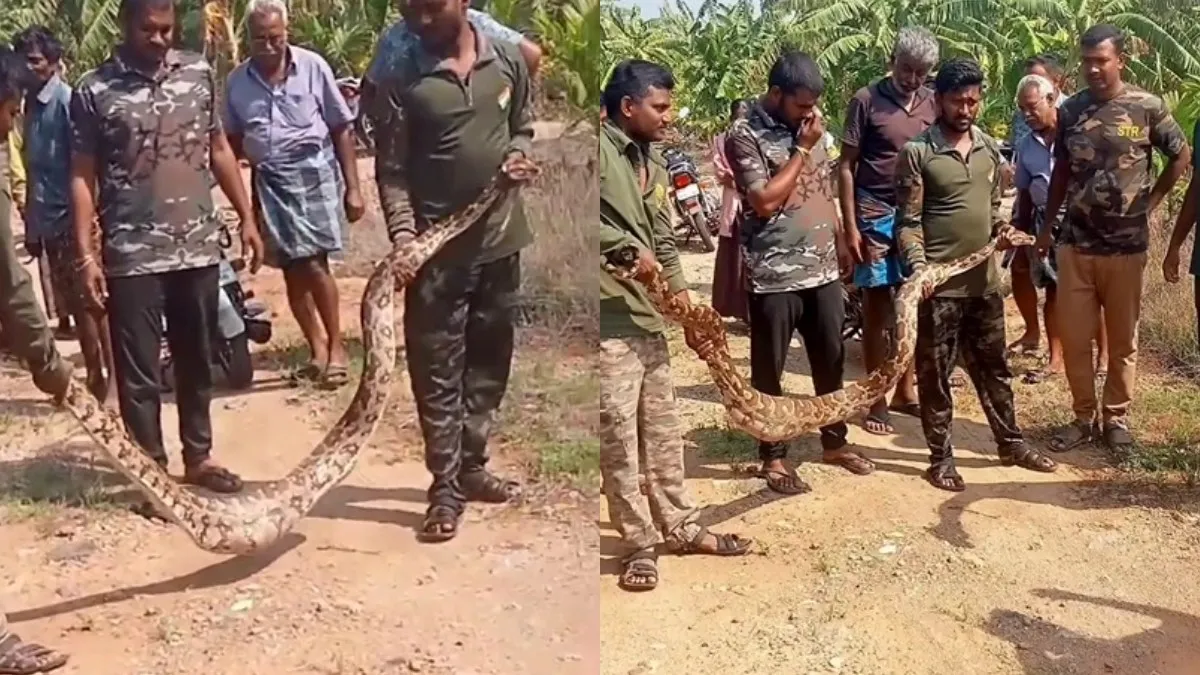 சத்தியமங்கலம் அருகே வாழைத் தோட்டத்தில் நெளிந்த உருவம்! அலறி அடித்த விவசாயிகள்! ஆத்தி எத்ததண்டி!