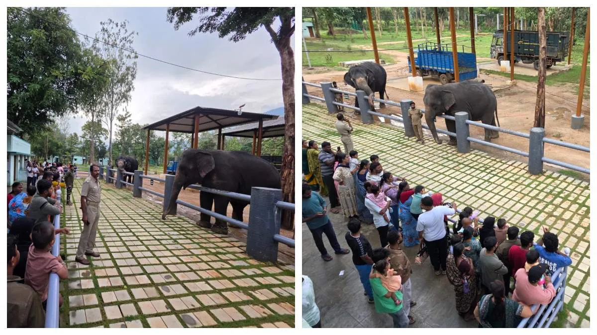 டாப்சிலிப், முதுமலை போக வேண்டாம்.. கோவையிலேயே யானைகளை பார்க்கலாம்.. சாடிவயல் யானைகள் முகாம் திறப்பு