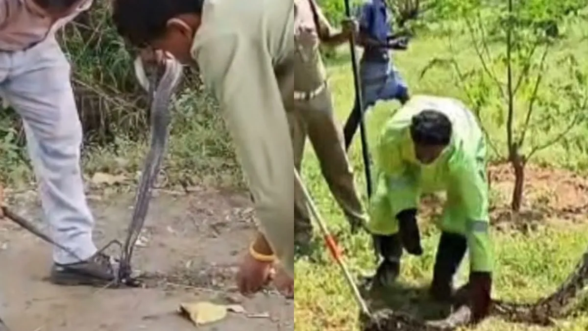 கழுத்தில் இரும்பு வளையத்துடன் நாகப்பாம்பு.. தேனி முருங்கை தோட்டத்தில் 12 அடி மலைப்பாம்பு.. என்ன ஆச்சு