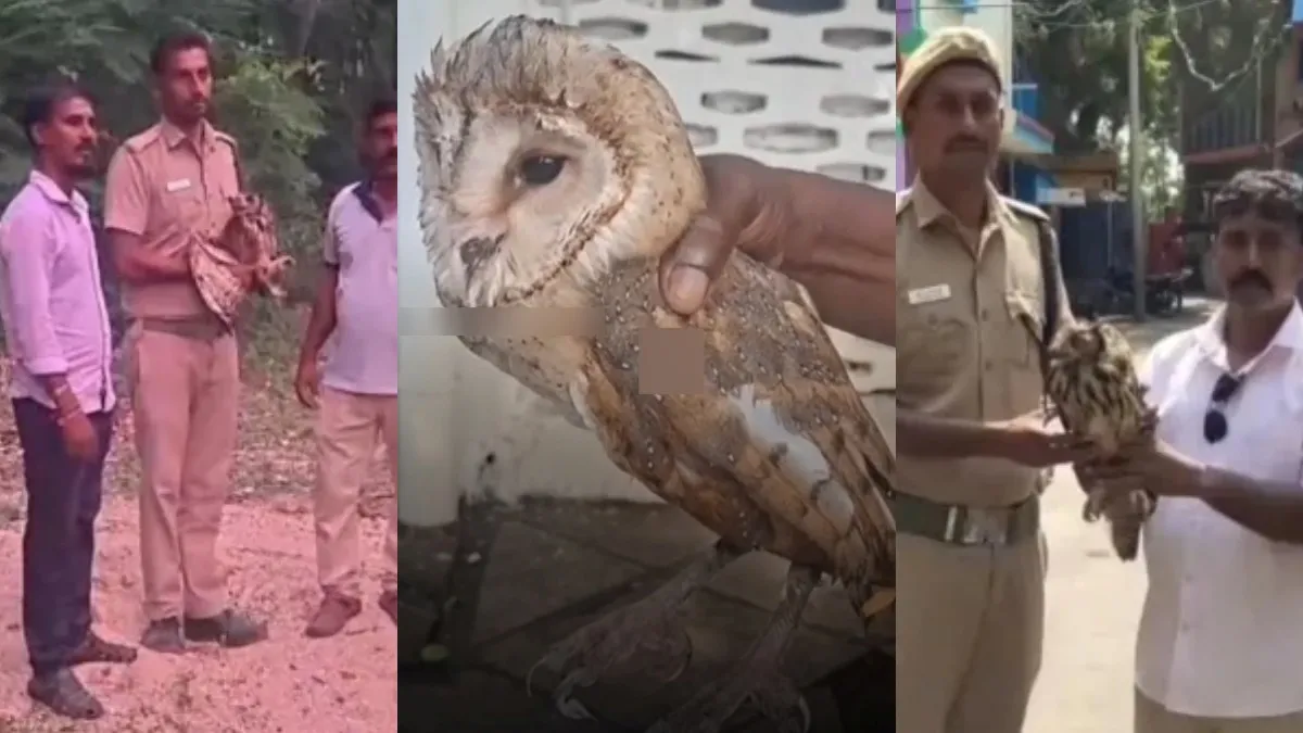 இதய வடிவில் முகம்.. இரவுதான் வேட்டைக்கான நேரம்! புதுச்சேரியில் சிக்கிய அரிய உயிரினம் பற்றி தெரியுமா?