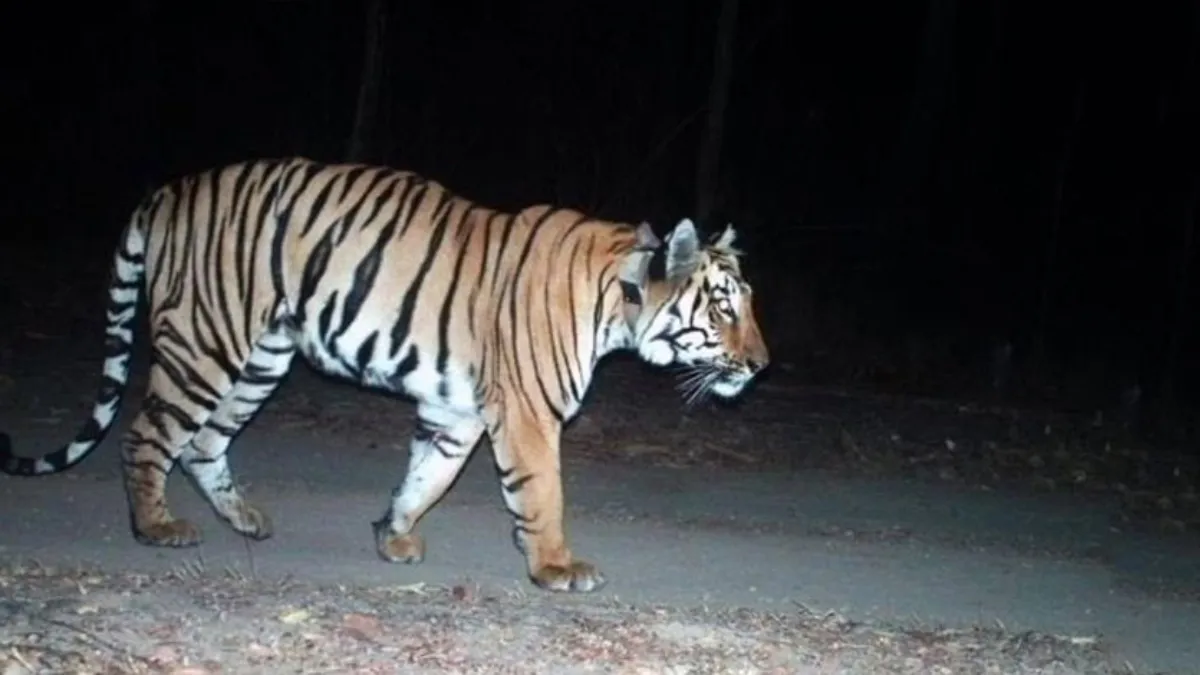 డేంజర్ బెల్స్: ఫ్లూ దెబ్బకు జూపార్క్‌లో పులులు, చిరుత మృతి