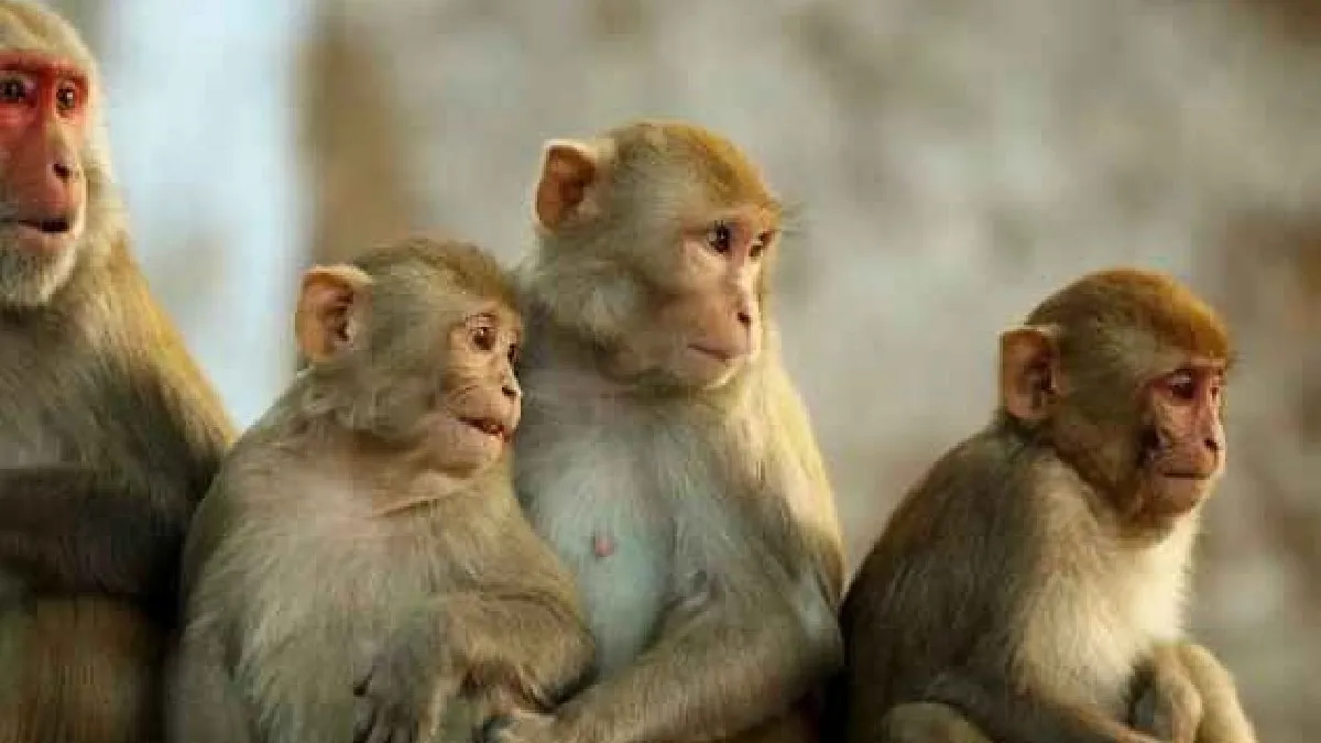 స్టూడెంట్ ప్రాణం తీసిన కోతులు.. బిల్డింగ్ మీద నుంచి నెట్టేసి..